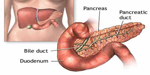 Detail Gambar Transplantasi Pankreas Nomer 4
