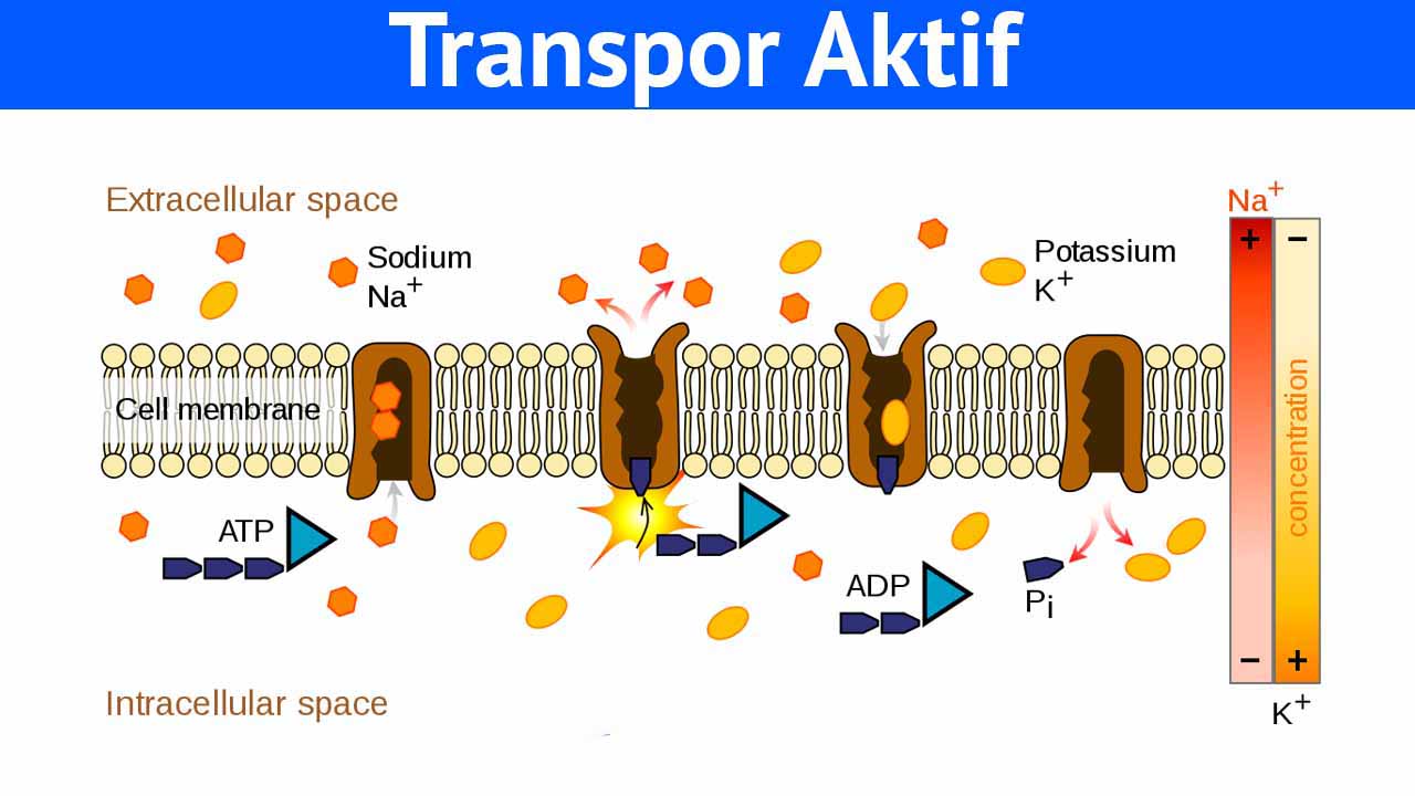 Gambar Transpor Aktif - KibrisPDR