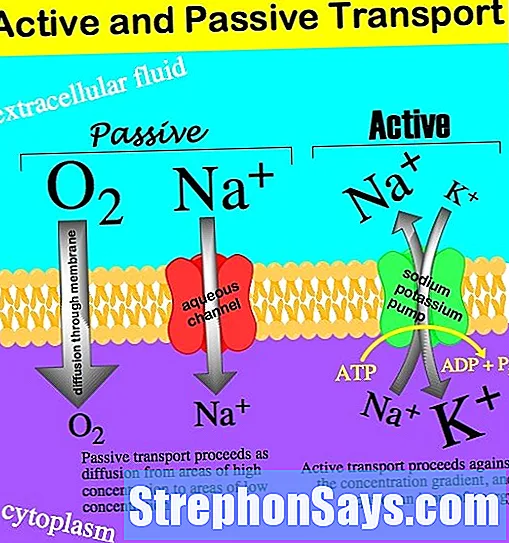 Detail Gambar Transpor Aktif Nomer 12