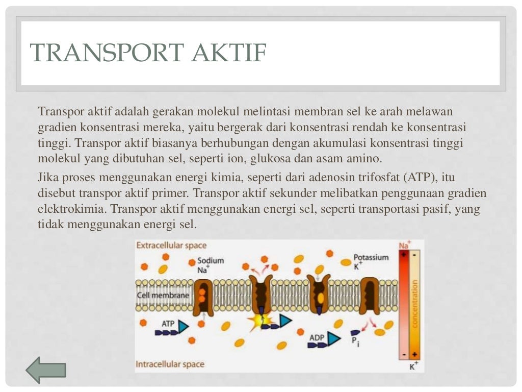 Detail Gambar Transpor Aktif Nomer 31