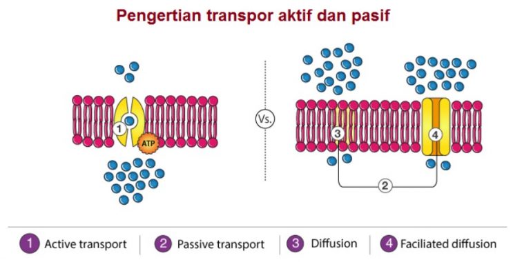 Detail Gambar Transpor Aktif Nomer 6