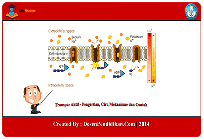 Detail Gambar Transpor Aktif Nomer 10