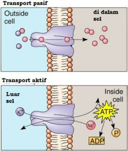 Detail Gambar Transpor Pasif Nomer 11