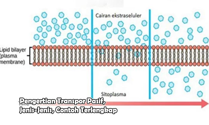 Detail Gambar Transpor Pasif Nomer 3