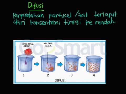 Detail Gambar Transpor Pasif Nomer 31