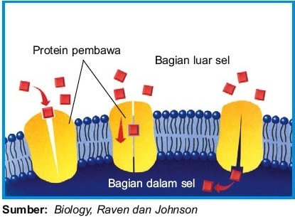 Detail Gambar Transpor Pasif Nomer 33