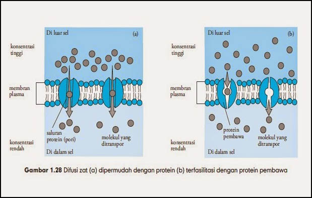 Detail Gambar Transpor Pasif Nomer 35