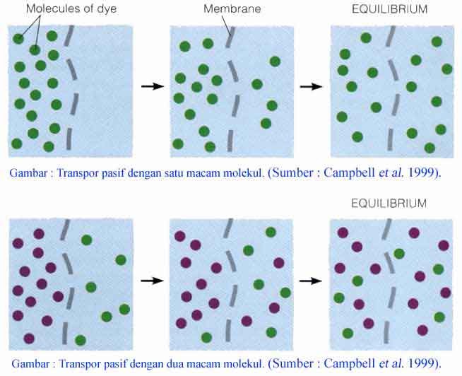 Detail Gambar Transpor Pasif Nomer 45