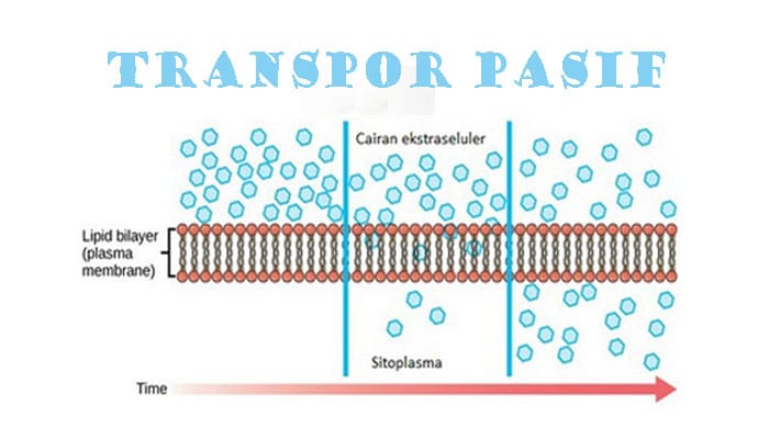 Detail Gambar Transpor Pasif Nomer 6