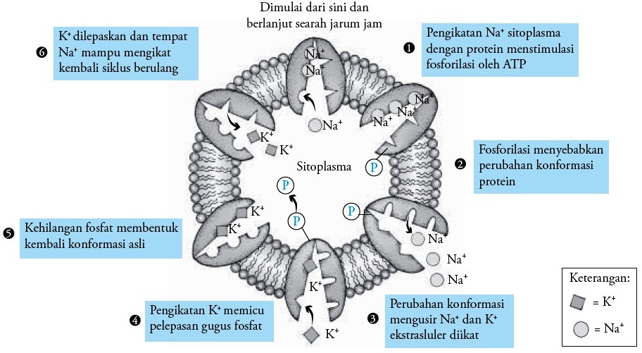 Detail Gambar Transpor Pasif Nomer 56