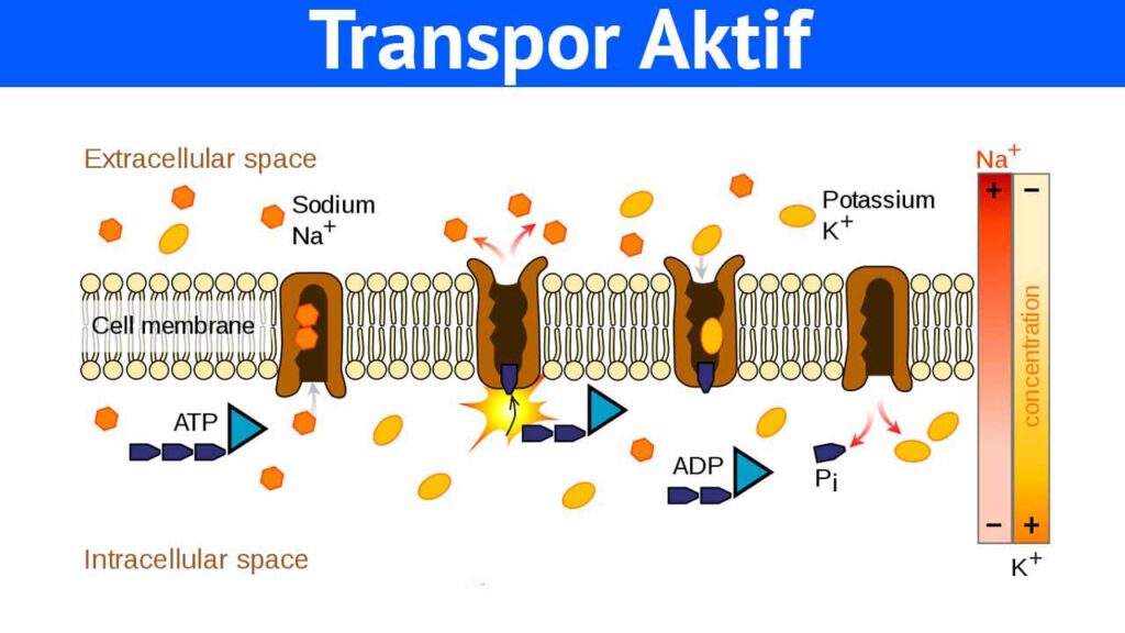 Detail Gambar Transpor Pasif Nomer 10