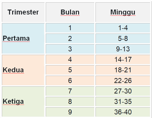 Detail Gambar Trimester Kehamilan Nomer 2