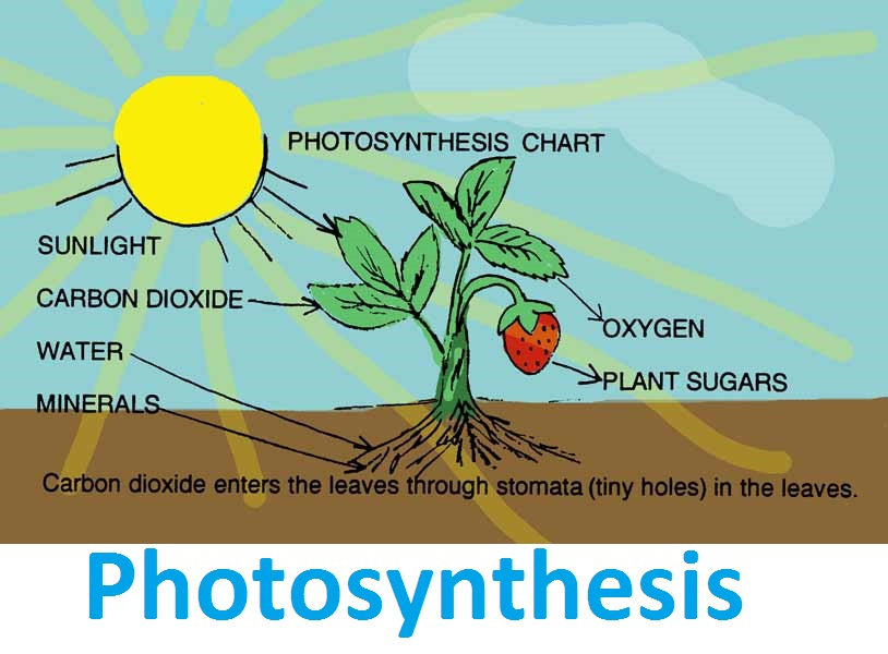 Detail Gambar Ttg Fotosintesis Nomer 20