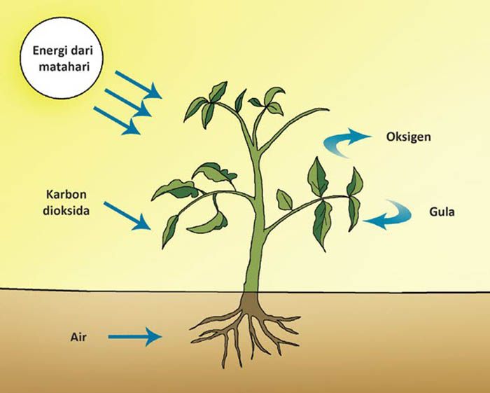 Detail Gambar Ttg Fotosintesis Nomer 4