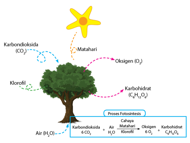 Detail Gambar Ttg Fotosintesis Nomer 29
