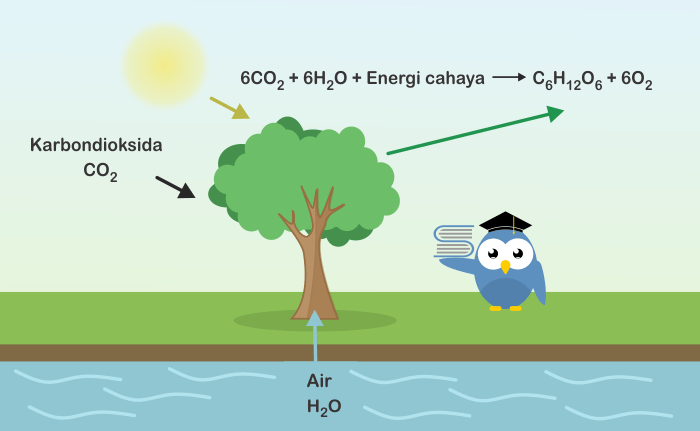 Detail Gambar Ttg Fotosintesis Nomer 53
