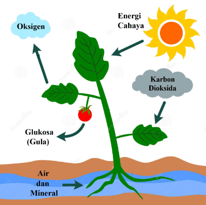 Detail Gambar Ttg Fotosintesis Nomer 10