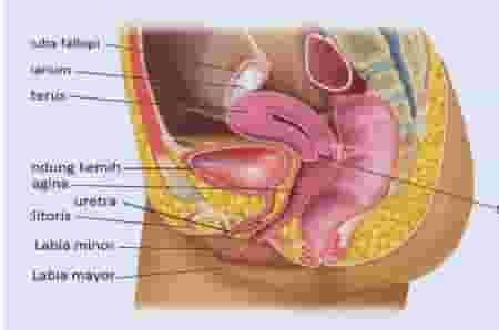 Detail Gambar Tuba Fallopi Nomer 17