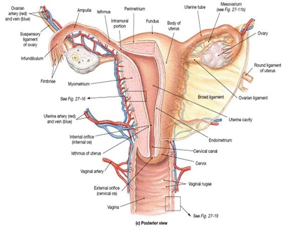 Detail Gambar Tuba Fallopi Nomer 8