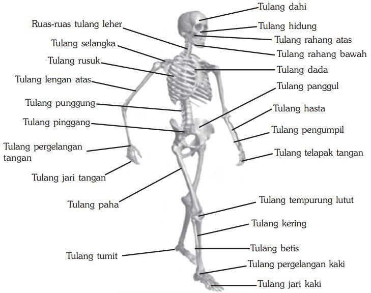 Detail Gambar Tubuh Rheopeksi Nomer 7