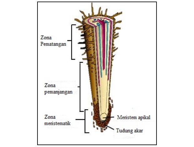 Detail Gambar Tudung Akar Nomer 4