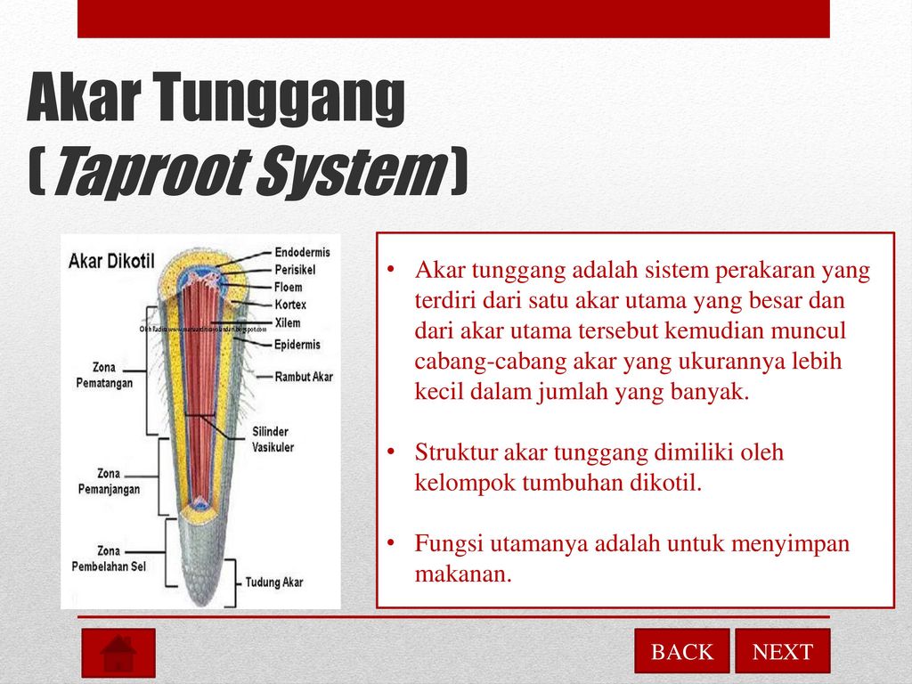 Detail Gambar Tudung Akar Nomer 38