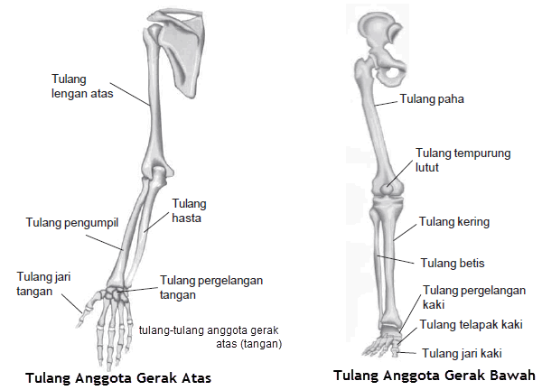 Detail Gambar Tulang Anggota Gerak Atas Nomer 10