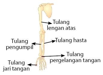 Detail Gambar Tulang Anggota Gerak Atas Nomer 24