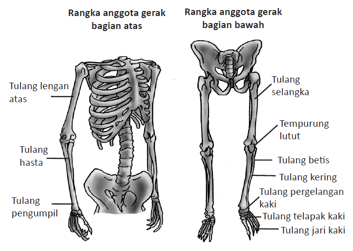 Detail Gambar Tulang Anggota Gerak Atas Nomer 4