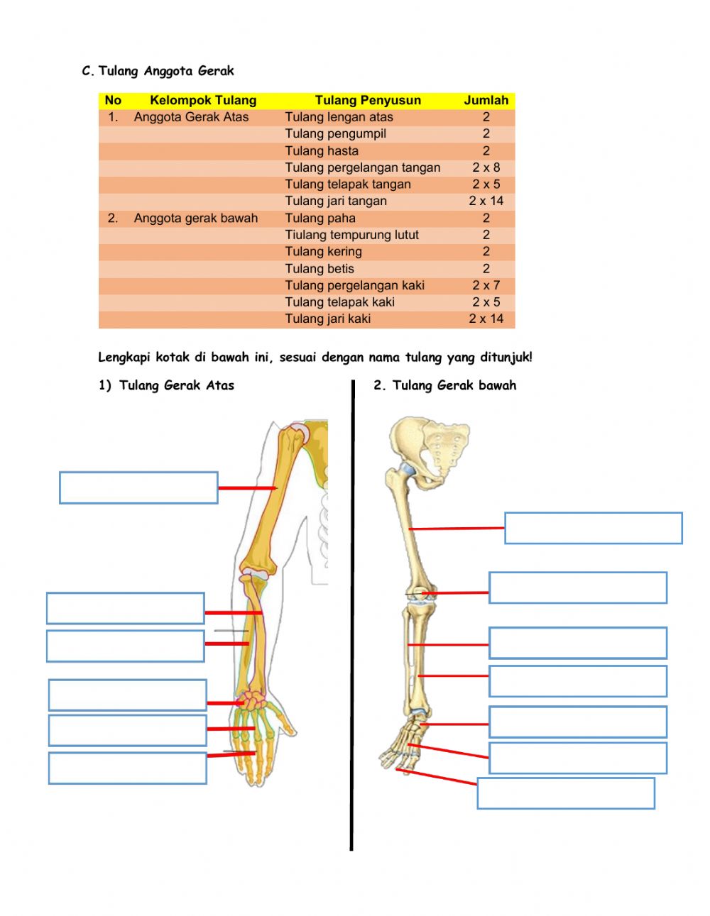 Detail Gambar Tulang Anggota Gerak Atas Nomer 31