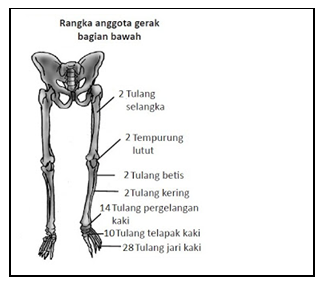 Detail Gambar Tulang Anggota Gerak Atas Nomer 32