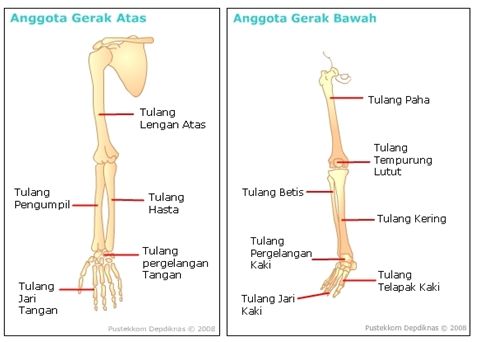 Detail Gambar Tulang Anggota Gerak Atas Nomer 5