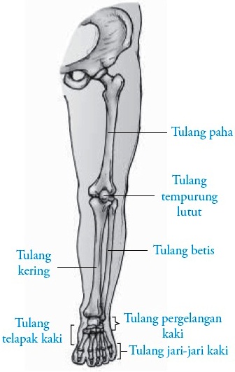 Detail Gambar Tulang Anggota Gerak Atas Nomer 8