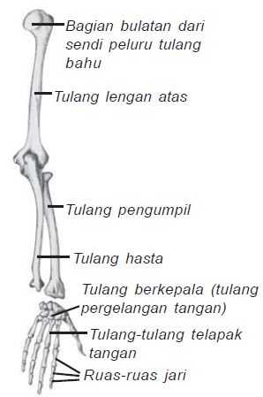 Detail Gambar Tulang Anggota Gerak Atas Nomer 9