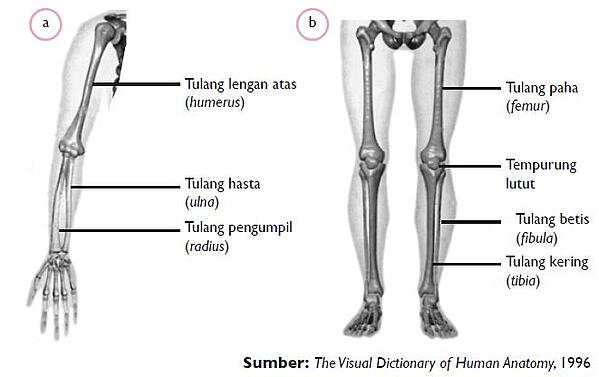 Detail Gambar Tulang Anggota Gerak Bawah Nomer 11