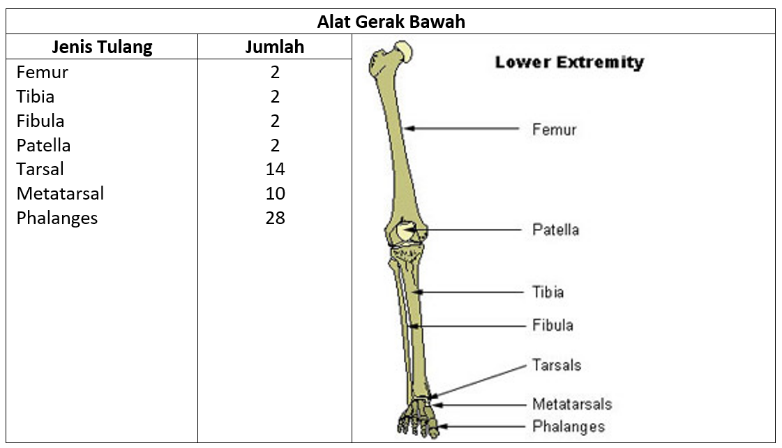 Detail Gambar Tulang Anggota Gerak Bawah Nomer 17
