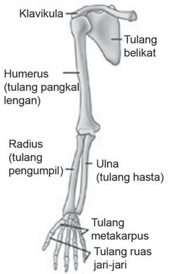 Detail Gambar Tulang Anggota Gerak Bawah Nomer 23