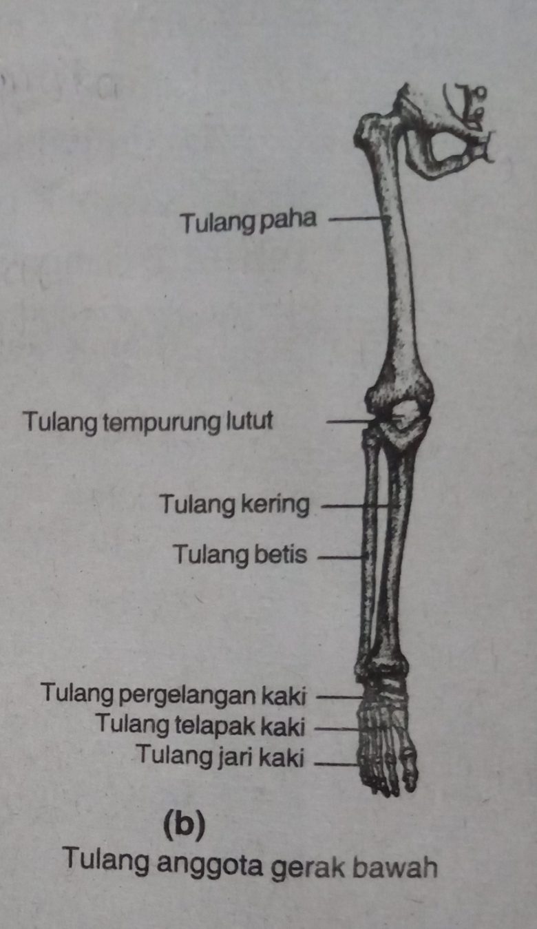 Detail Gambar Tulang Anggota Gerak Bawah Nomer 25