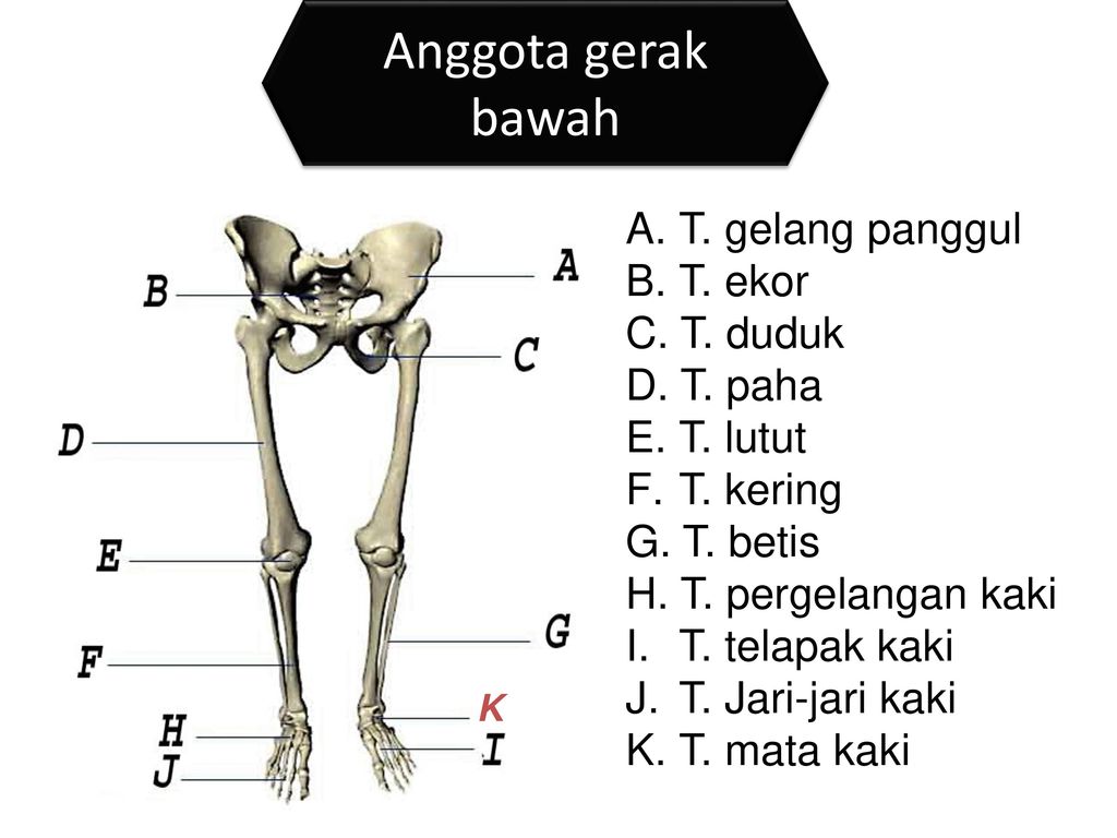 Detail Gambar Tulang Anggota Gerak Bawah Nomer 33