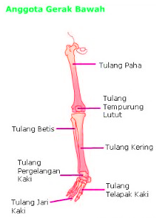 Detail Gambar Tulang Anggota Gerak Bawah Nomer 35