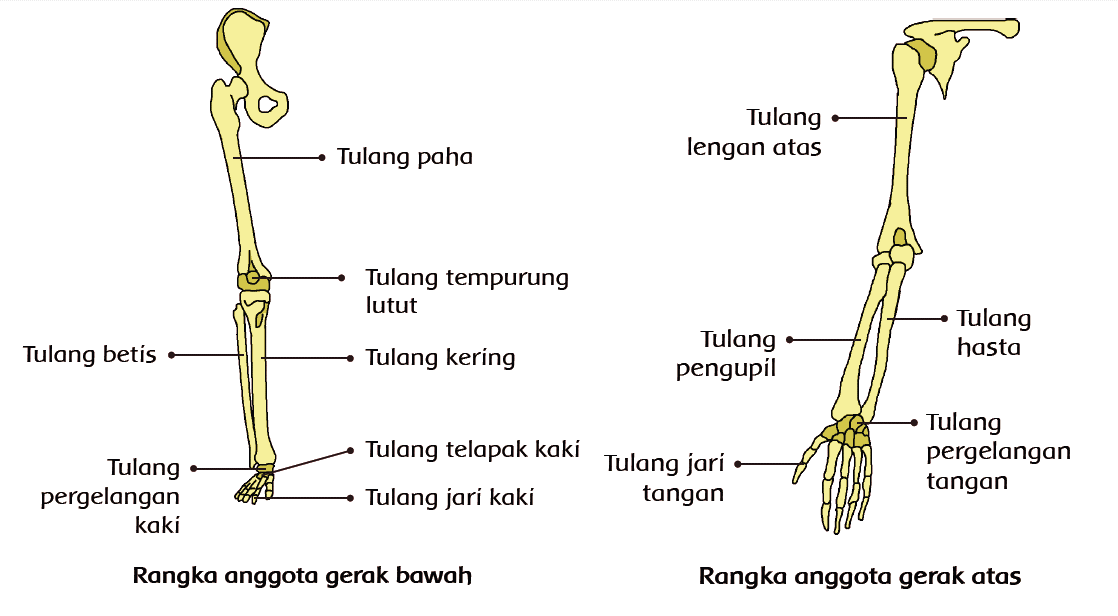 Detail Gambar Tulang Anggota Gerak Bawah Nomer 39