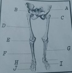 Detail Gambar Tulang Anggota Gerak Bawah Nomer 52