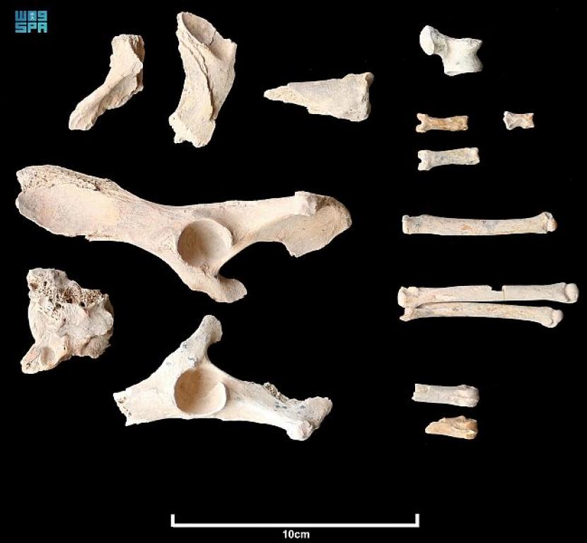 Detail Gambar Tulang Anjing Nomer 5