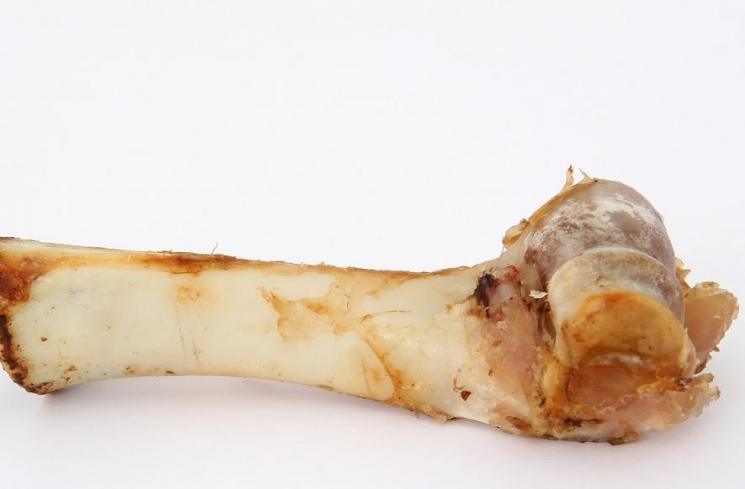 Detail Gambar Tulang Ayam Nomer 11
