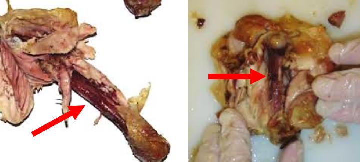 Detail Gambar Tulang Ayam Nomer 20