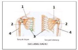 Detail Gambar Tulang Bahu Nomer 28