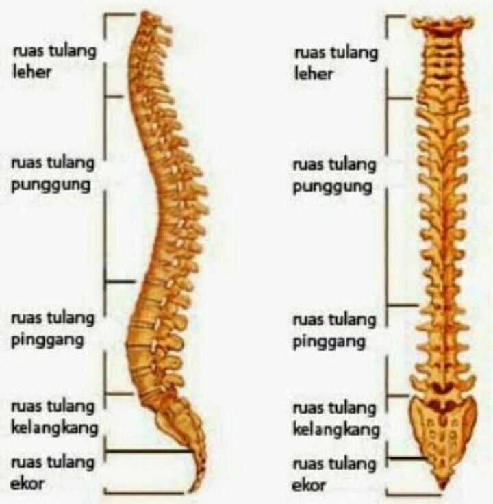 Detail Gambar Tulang Belakang Nomer 12