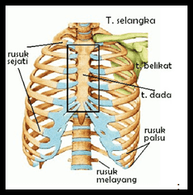 Detail Gambar Tulang Dada Nomer 11