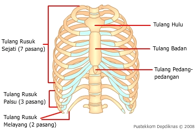 Detail Gambar Tulang Dada Nomer 13