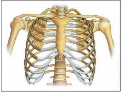 Detail Gambar Tulang Dada Nomer 38